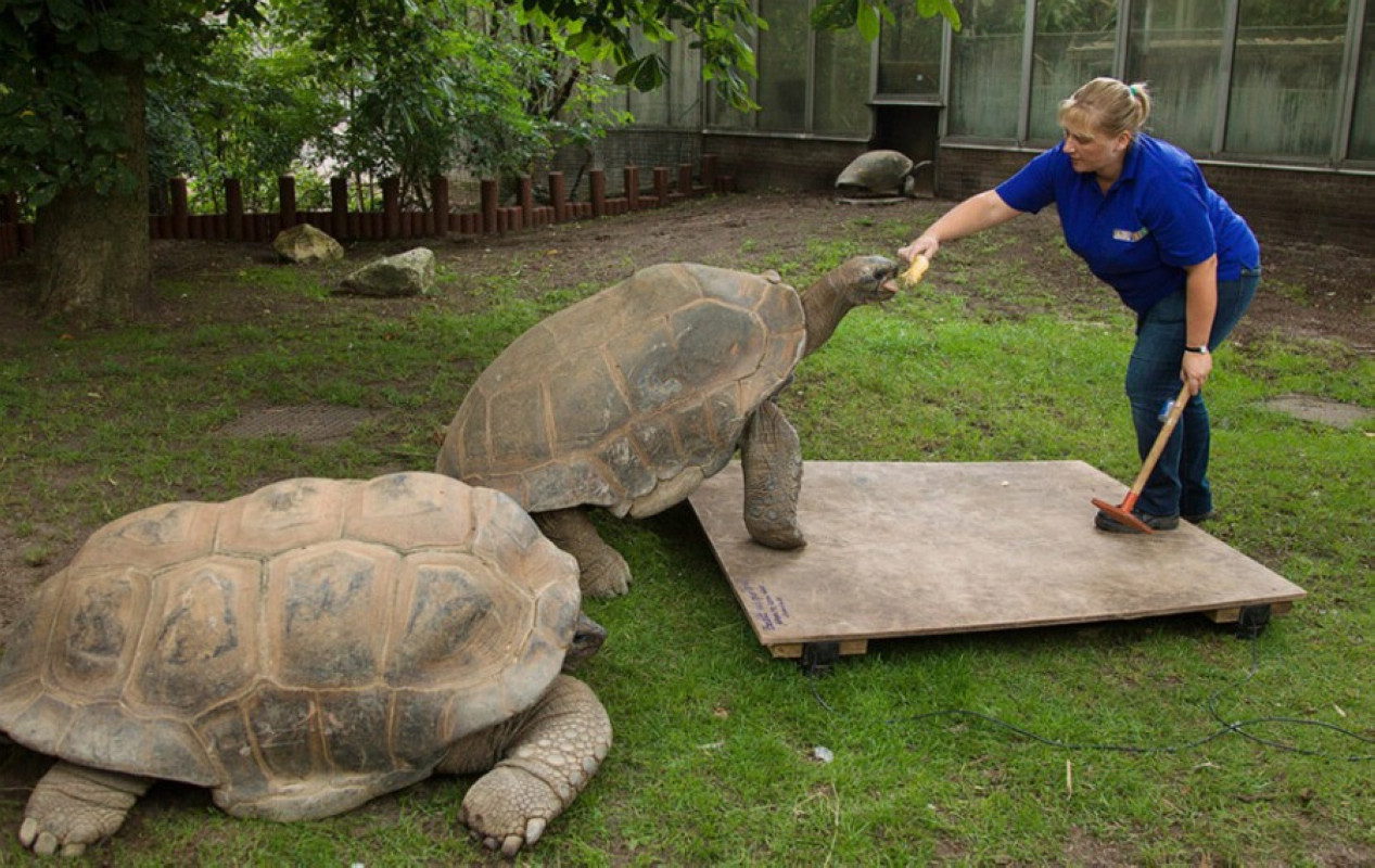  p>加拉帕戈斯象龟达尔文火山亚种是一种曲颈龟亚目,龟总科类生物.