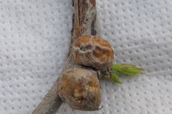  p>大球蚧(学名:eulecanium gigantea)又称为枣大球蚧,梨大球蚧.