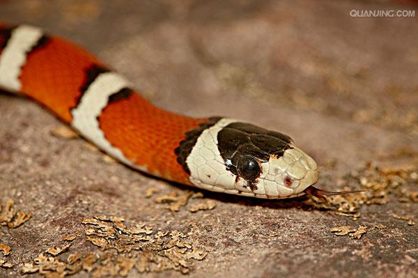  p>王蛇(kingsnake),又名皇帝蛇.