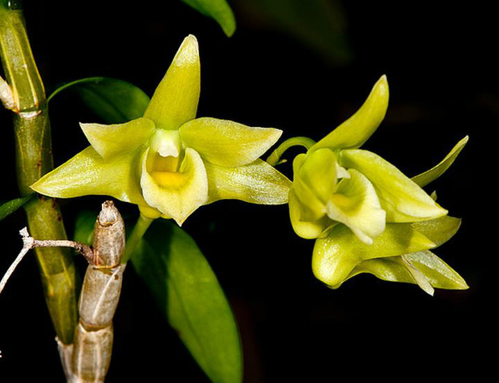  p>黄石斛(学名: i>dendrobium tosaense /i>