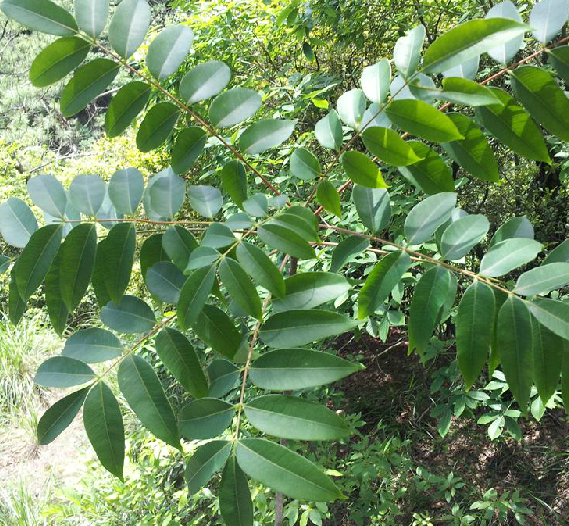 为漆树科植物野漆 i>toxicodendron/i i/i i/i i>succeda