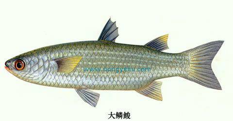 大鳞鮻_百度百科