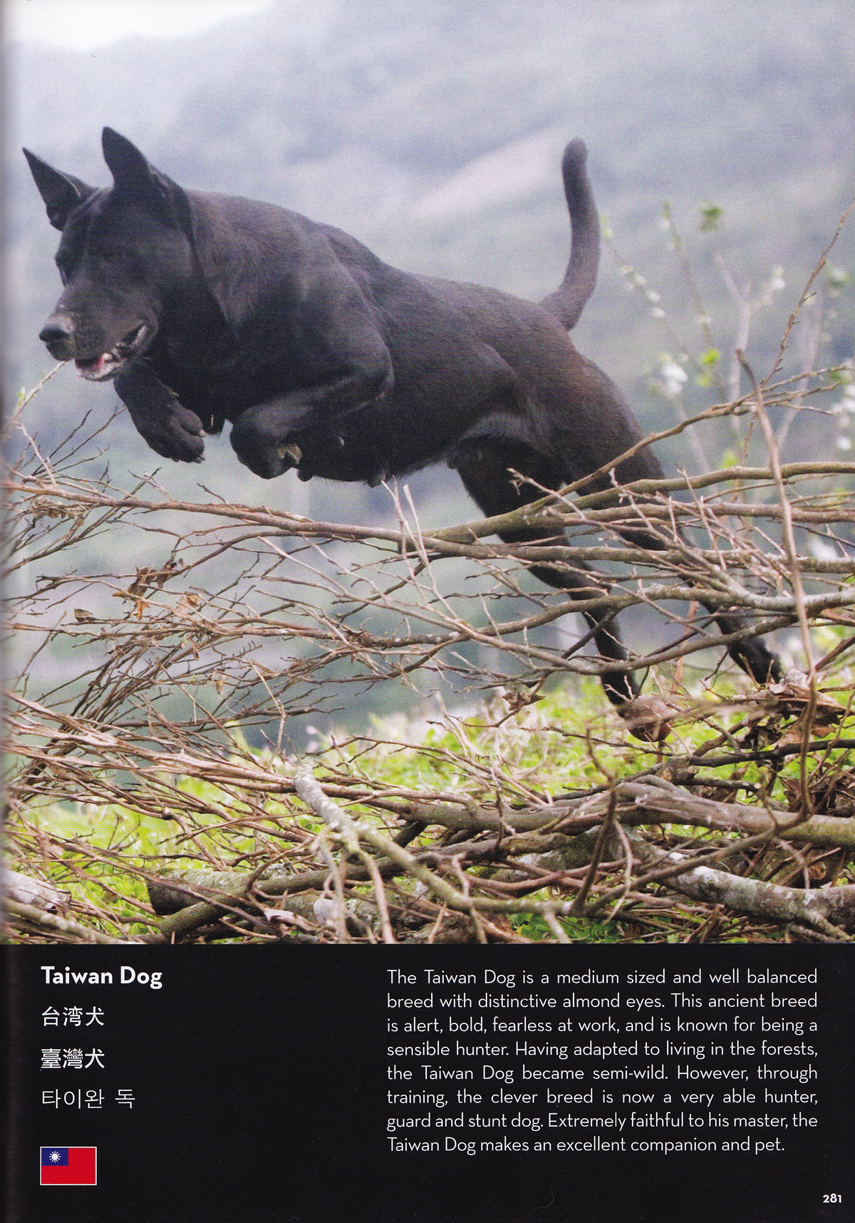  p>台湾犬,拼音为tái wān quǎn,是在 a target="_blank" href="