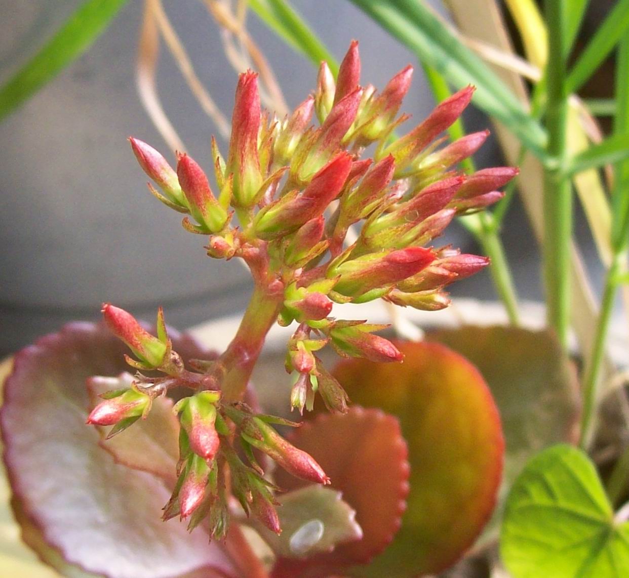  p data-id="go17lxfiyb">伽蓝菜( i>kalanchoe