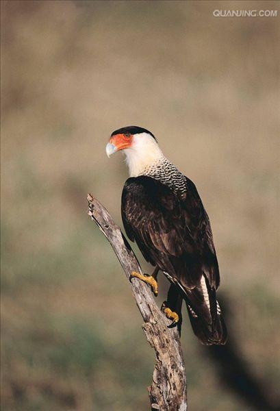  p>卡拉卡拉鹰 (caracara)亦称屍鹰(carrion hawk).