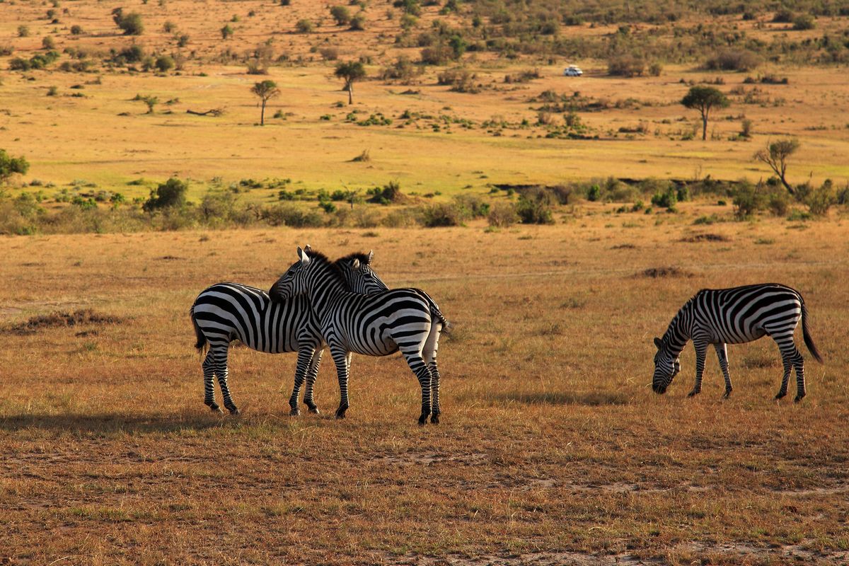  p>肯尼亚野生动物保护区位于非洲东部,是肯尼迪境内的著名动物保护区