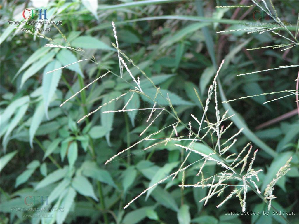  p>硬草属( a target="_blank" href="/item