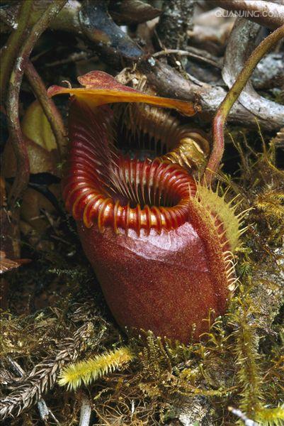 猪笼草