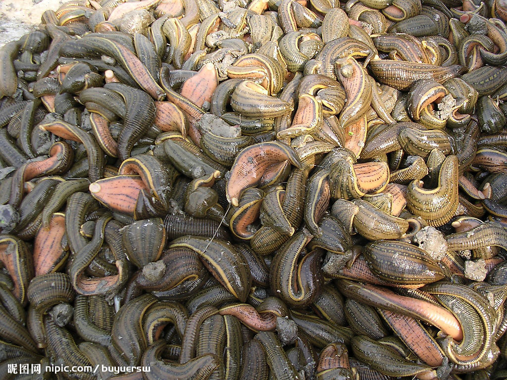 柬埔寨食人水蛭