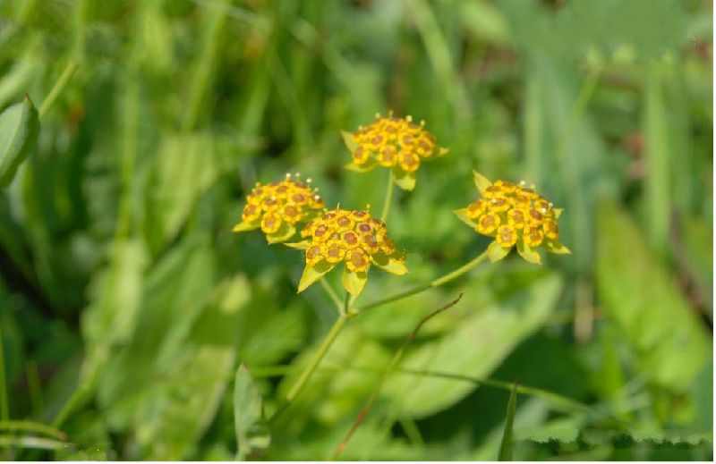 为《中国药典》收录的草药,药用部位为伞形科植物柴胡或狭叶柴胡的