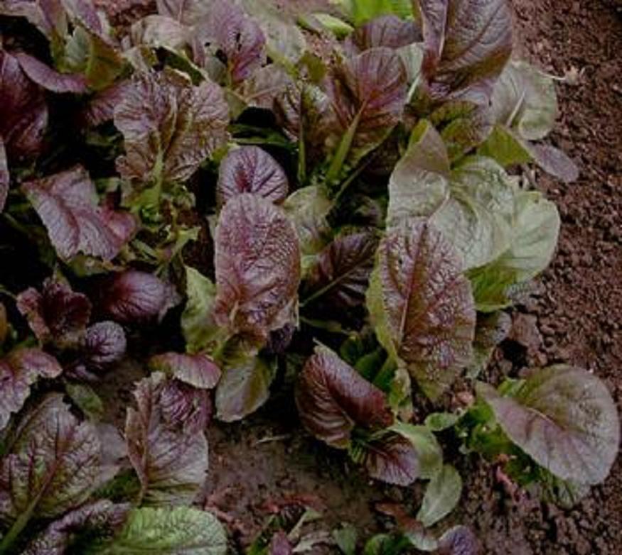 hemilophia pulchella franch.