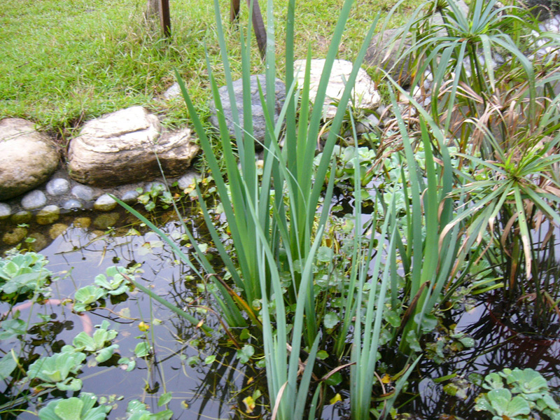  p>大木贼草是一种长管状植物,属于中药药材. /p>