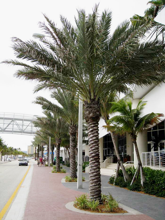  p>伊拉克蜜枣,棕榈科 a target="_blank" href="/item/刺葵属">刺葵