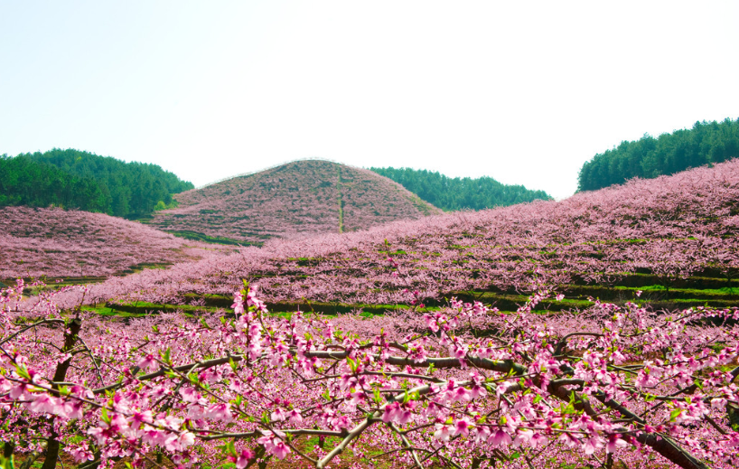 桃花园林区