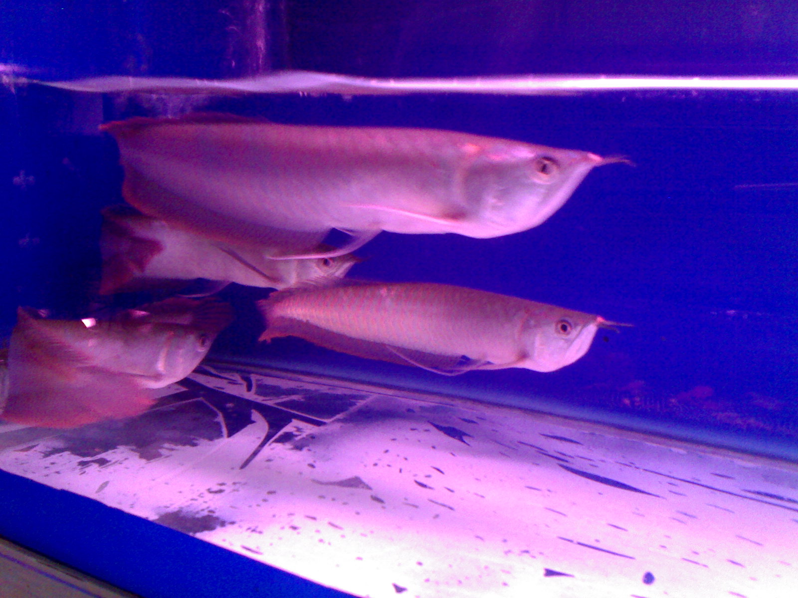  p>银龙鱼别名 a>银带鱼 /a>,银船鱼,龙吐珠鱼