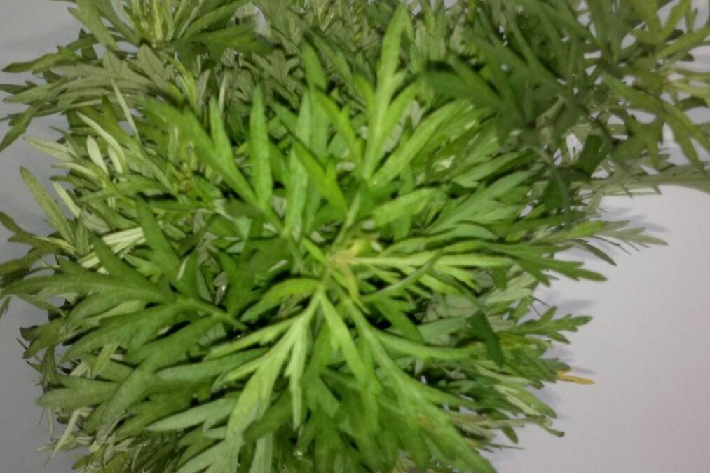 artemisia capillaries