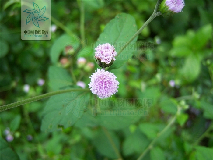  p>骨端旁又名狗仔花, a target="_blank" href="/item/咸虾花/993467