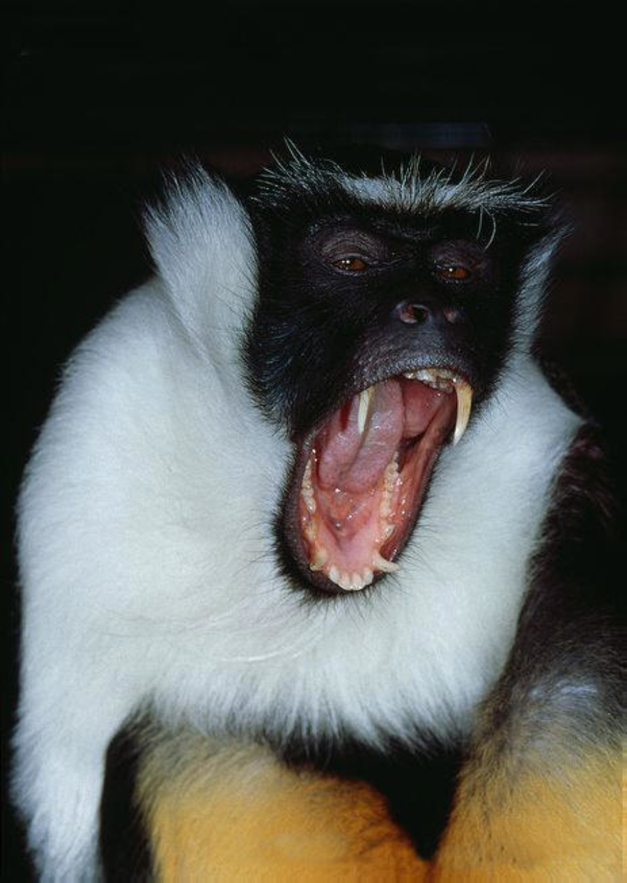 ">狄安娜长尾猴(学名: i>cercopithecus diana /i>):是一种树栖长毛猴