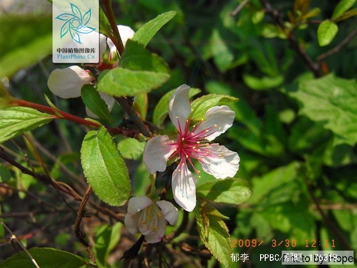  p data-id="gnbugx4bov">郁李,别名爵梅,秧李,拉丁文名:cerasus