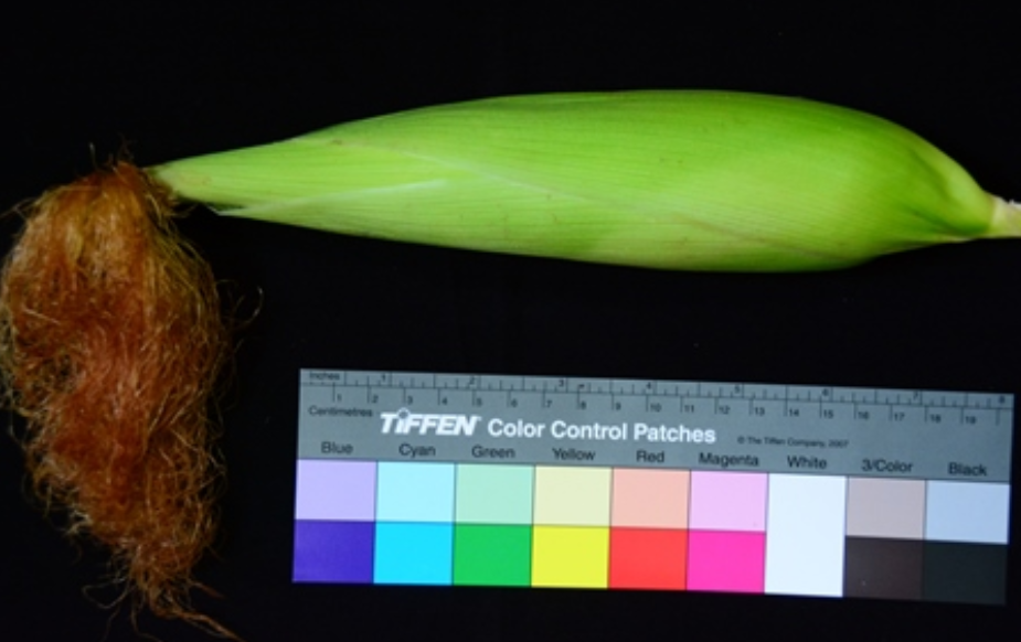 href="/item/玉米/18401" data-lemmaid="18401">玉米 /a>品种,强筋