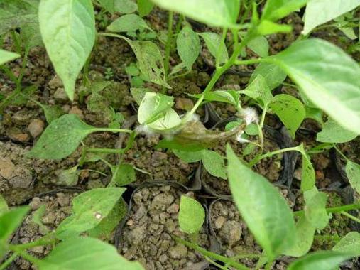 番茄猝倒病