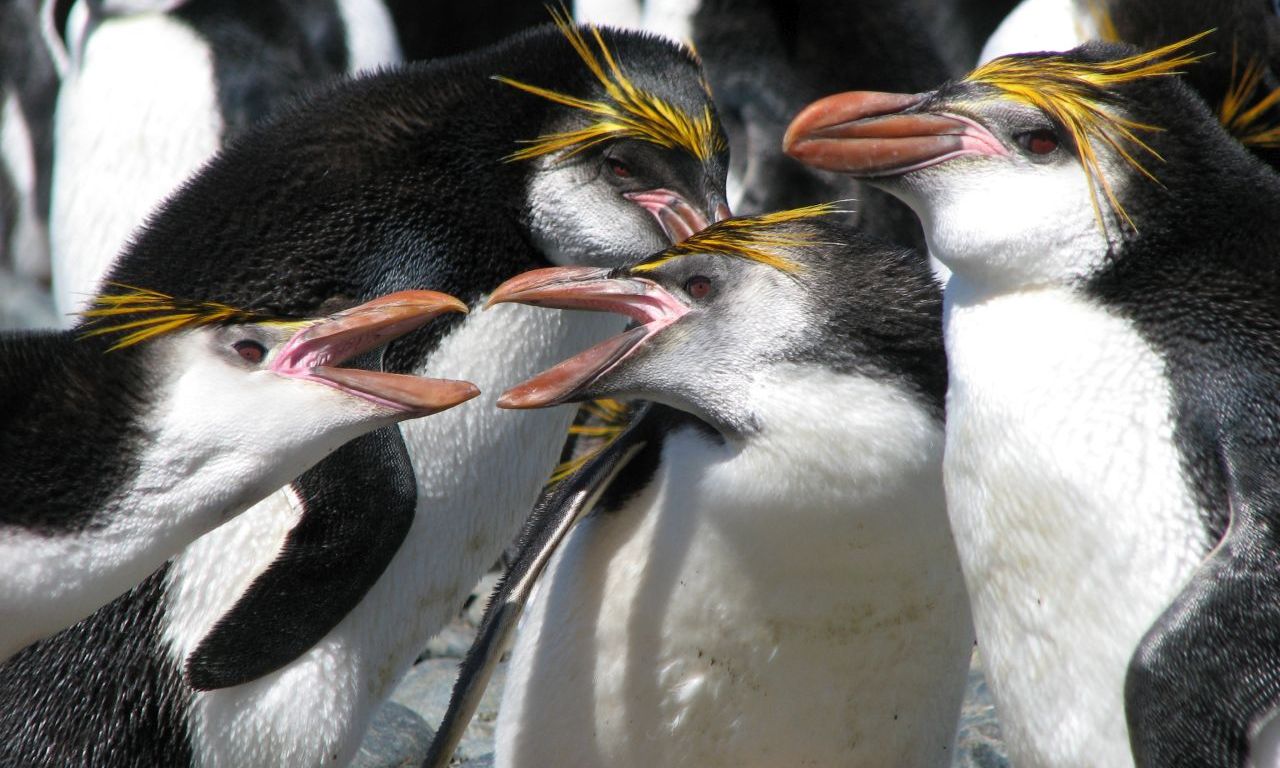  p>皇家企鹅(学名: i>eudyptes schlegeli /i>)是企鹅科,冠企鹅属动物