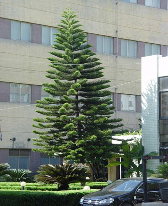 gnvjja3nx7">南洋松属于高常绿乔木,有很多种,如智利松,英杉,南洋杉等