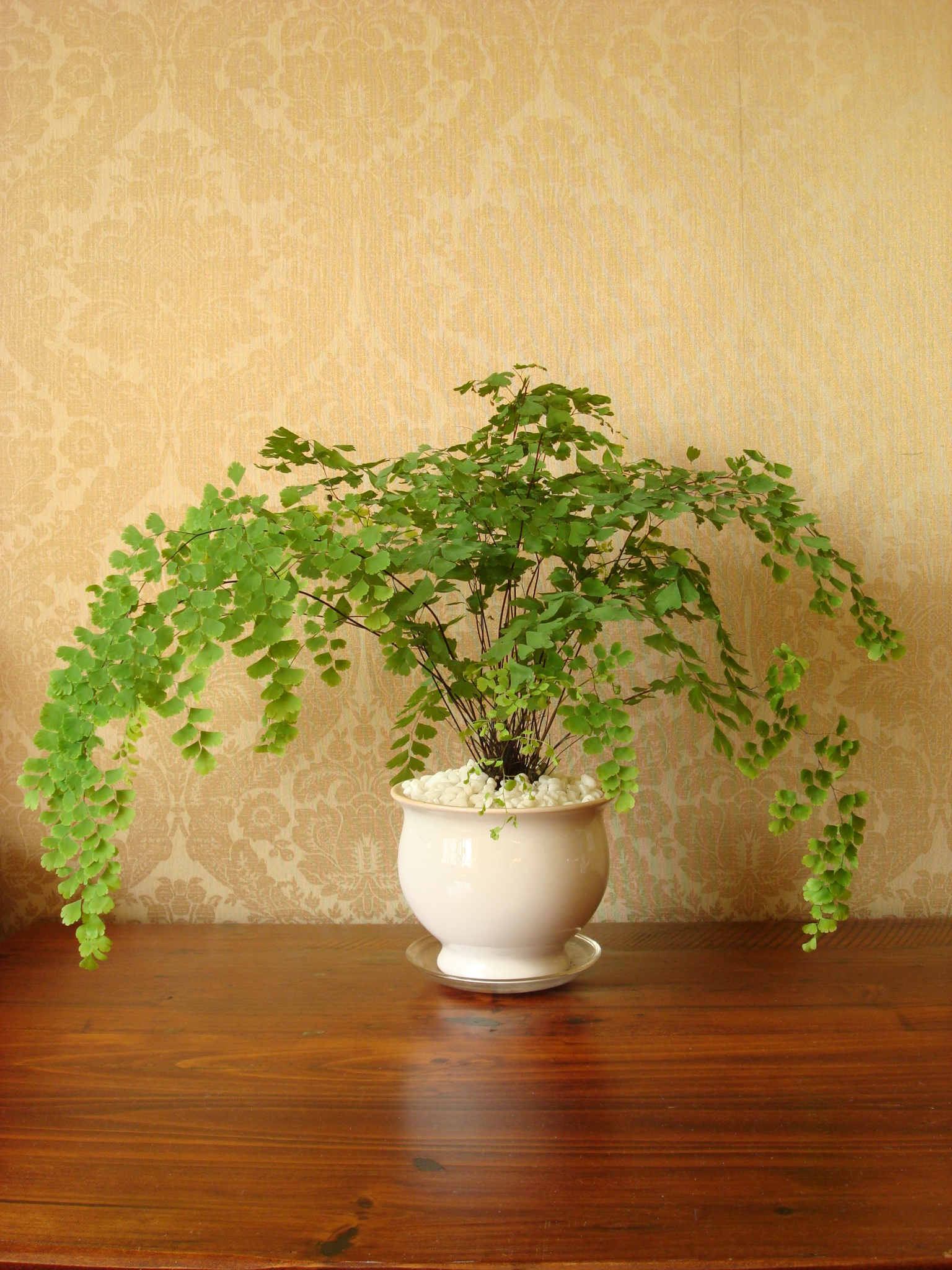 铁线蕨科铁线蕨属多年生草本植物,其根状茎横走,披棕色披针形鳞片