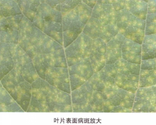 南瓜细菌性叶枯病