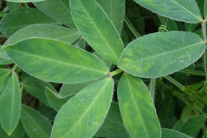 花生条纹病毒病