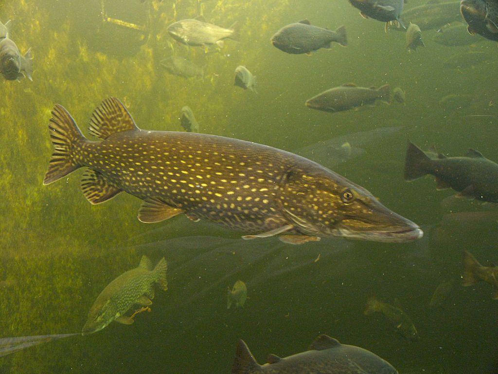  p>白斑狗鱼(学名: i>esox lucius /i>)是狗鱼科,狗鱼属鱼类.