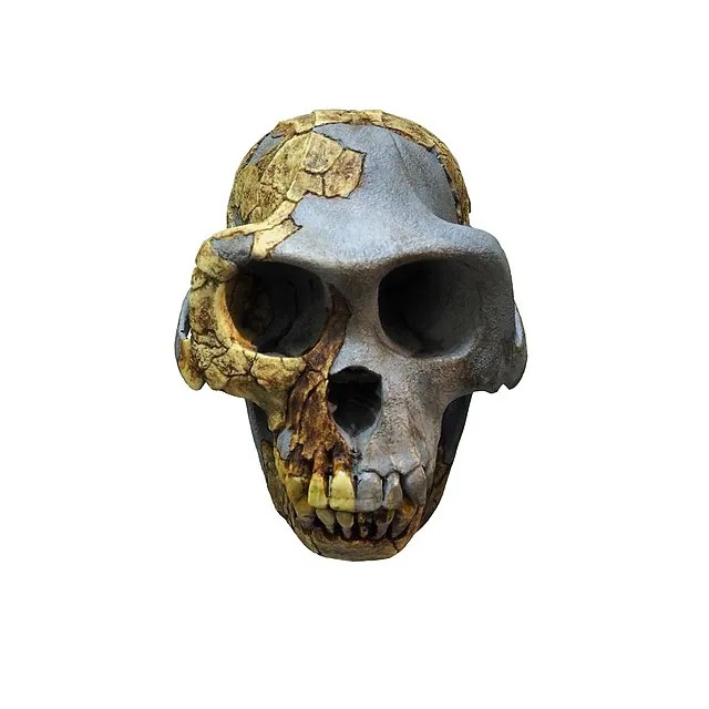 target="_blank" href="/item/地猿始祖种/686332" data