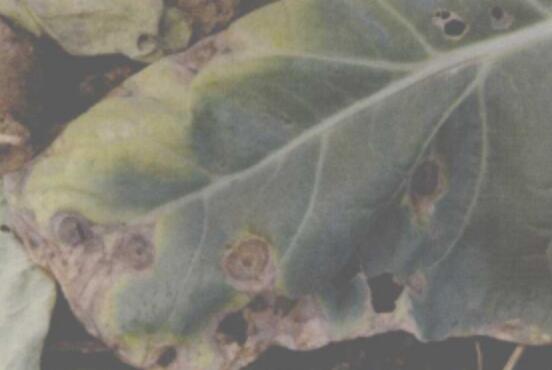 花椰菜黑霉病