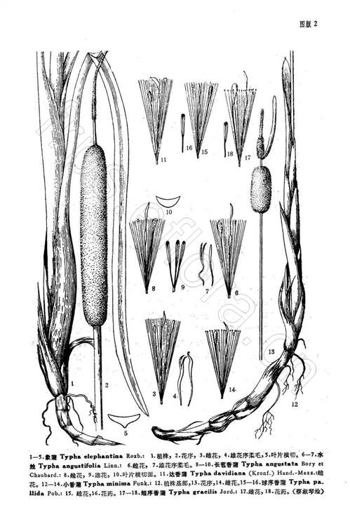  p data-id="tzzbxgebzfpi">水烛( i>typha angustifolia /i> l.