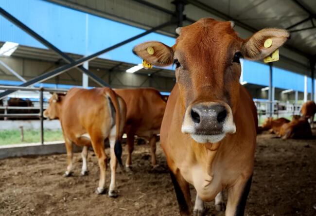 中国黄牛新品种