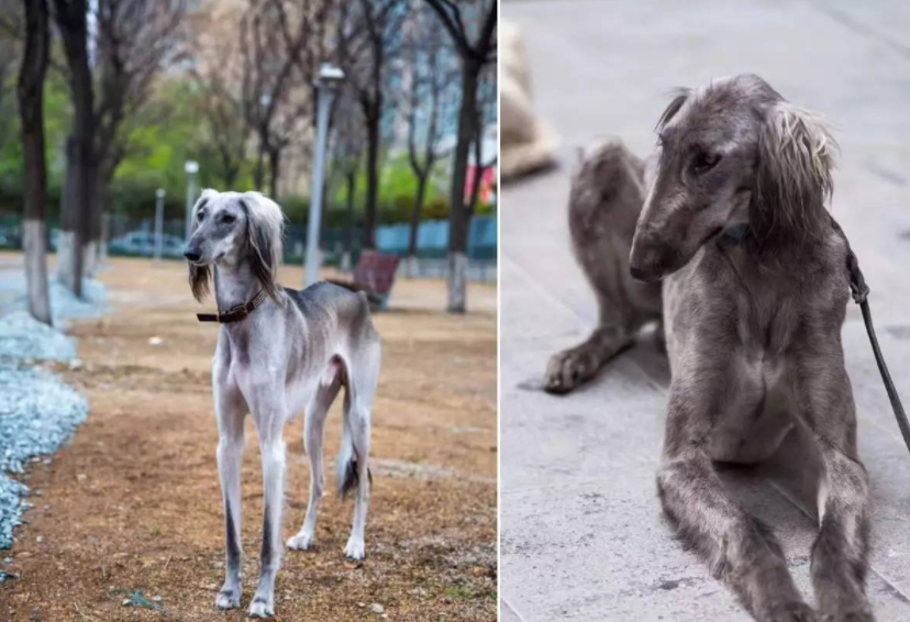 细犬：曾经的我满载荣耀，如今的我几近灭绝_百科TA说
