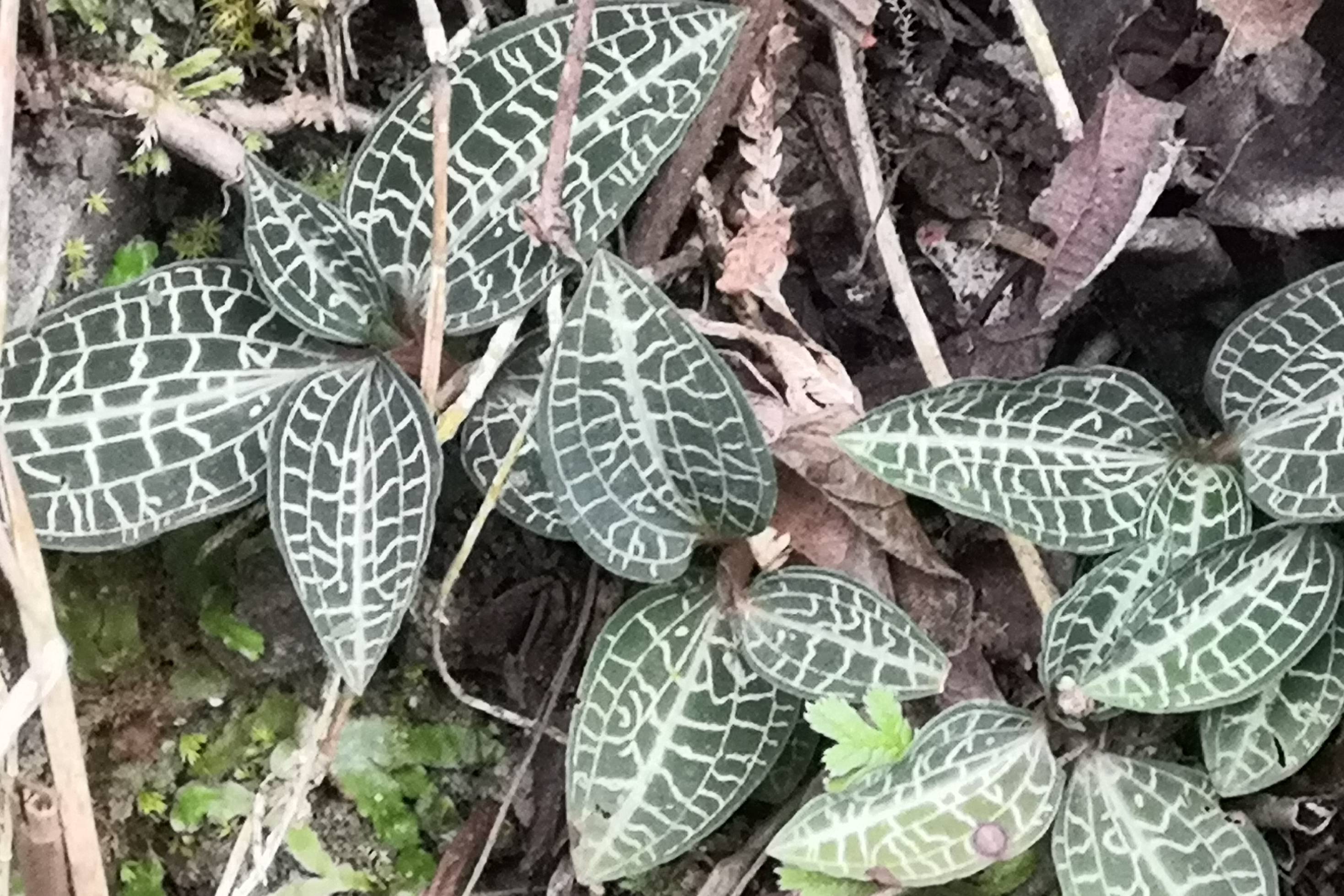 银线莲