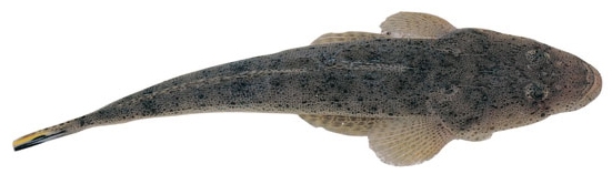  p>鲬(学名: i>platycephalus indicus /i>)是鲬科,鲬属鱼类.