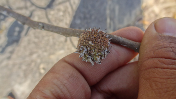 Hopea ponga_百度百科