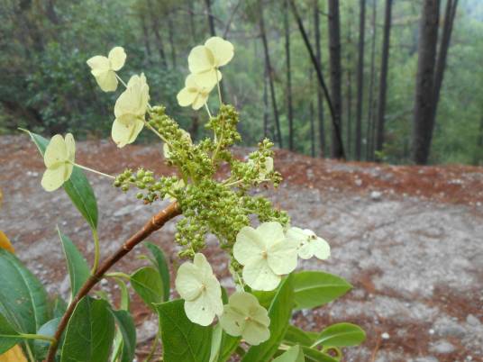 Hydrangea seemannii_百度百科