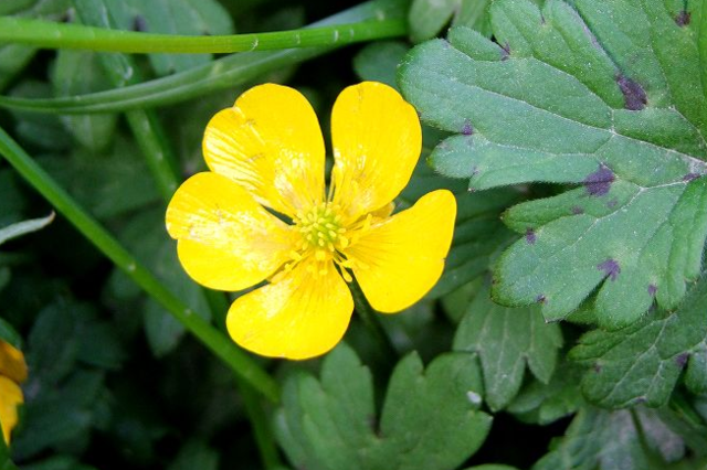 是毛茛科毛茛属的多年草本生植物.