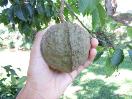 安达树（大戟科鹦鹉桐属植物）_百度百科