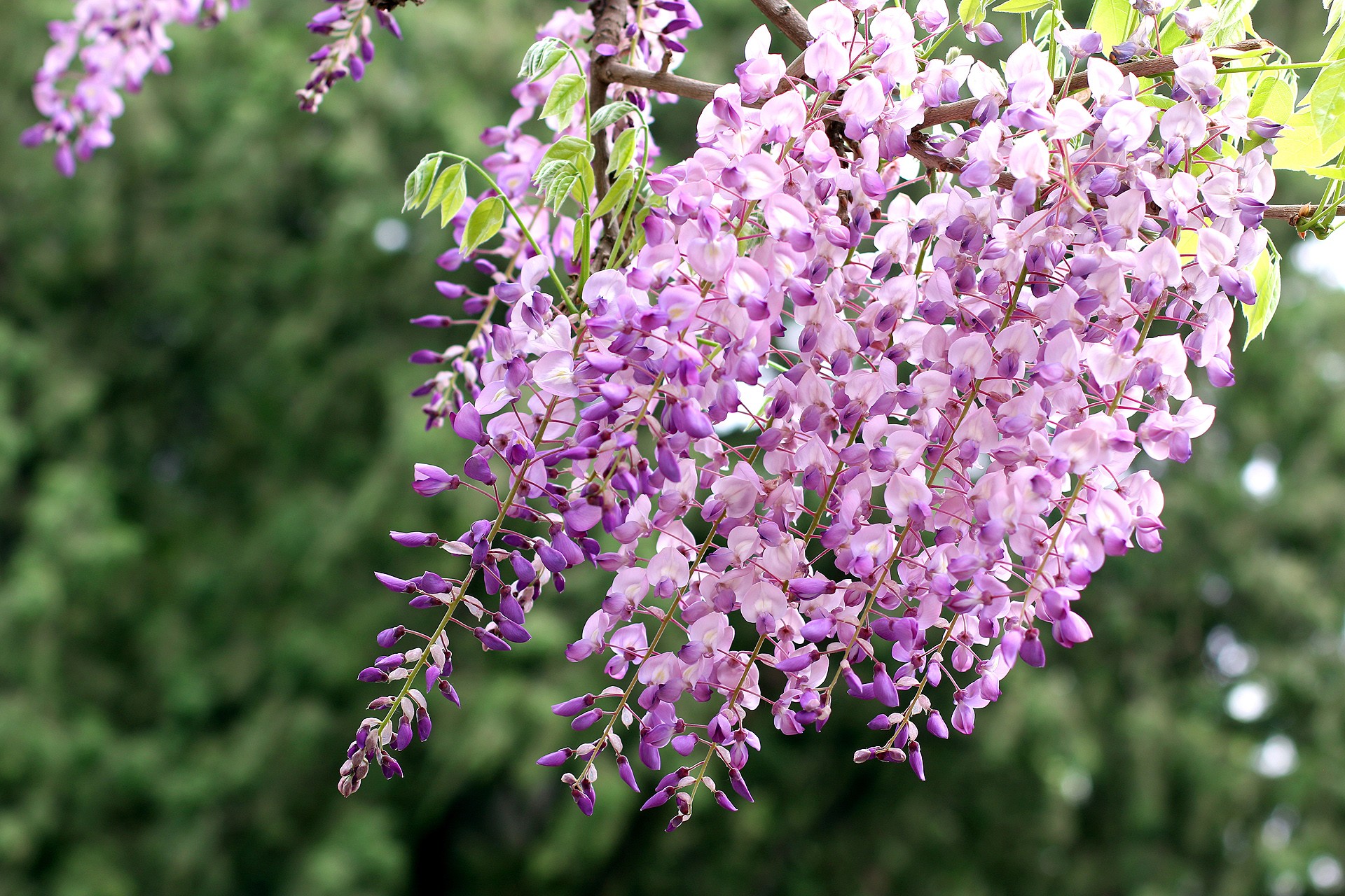  p>紫藤(学名: i>wisteria sinensis  /i>(sims)sweet)是豆科,紫藤属