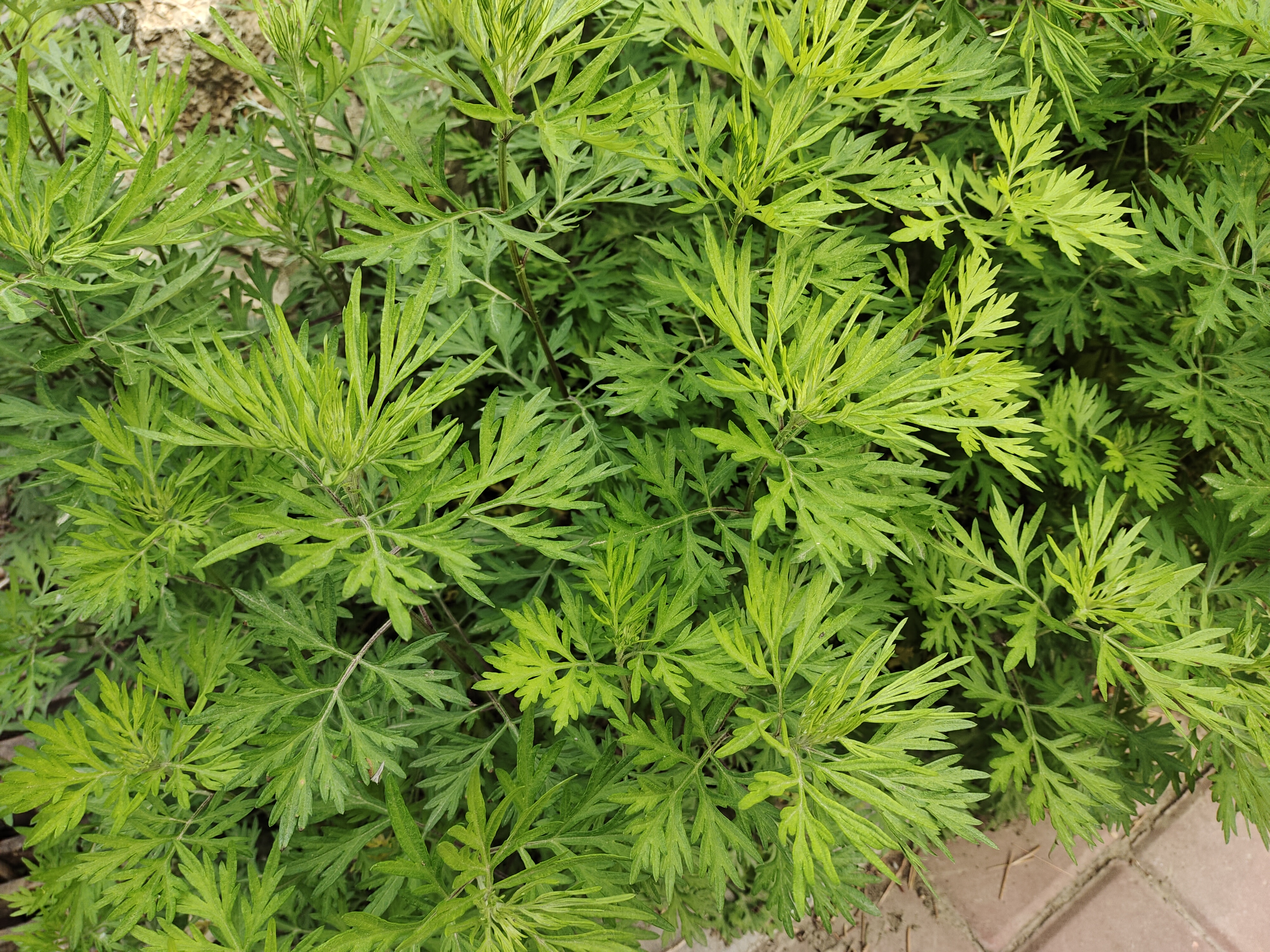  p>野艾蒿(学名: i>artemisia lavandulifolia /i> dc.