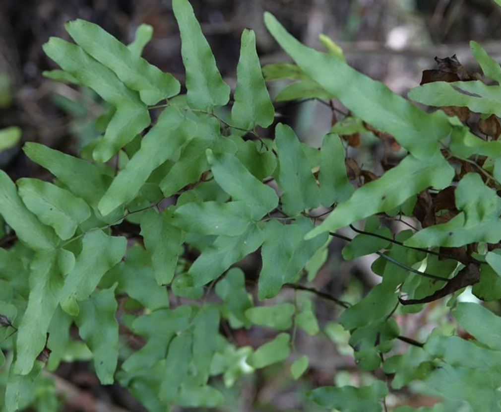  p>小叶海金沙(学名: i>lygodium microphyllum  /i>(cavanilles) r.