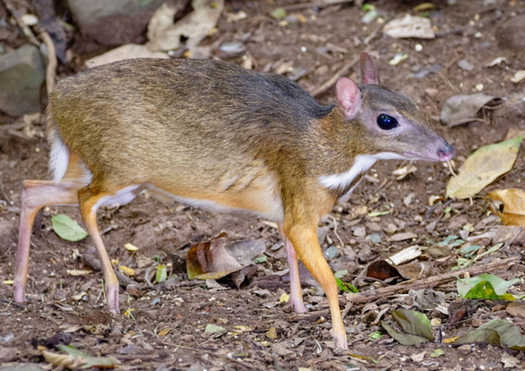 id="sly69tym6erw">小鼷鹿(学名: i>tragulus kanchil /i>):是鼷鹿 