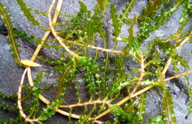 眼子菜科眼子菜属的多年生沉水草本植物.