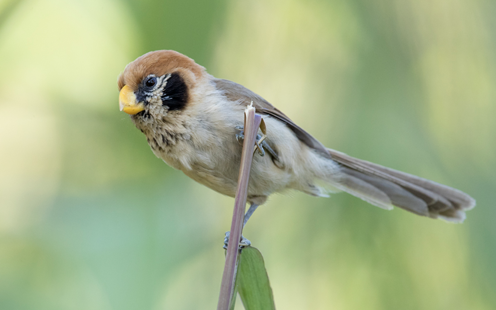(学名: i>paradoxornis guttaticollis /i>)是莺科,鸦雀属小型鸟类,体