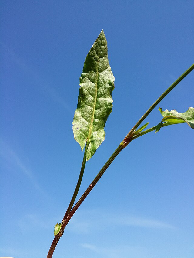 酸模（蓼科酸模属的一种植物）_百度百科