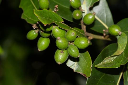 Cryptocarya lifuensis_百度百科